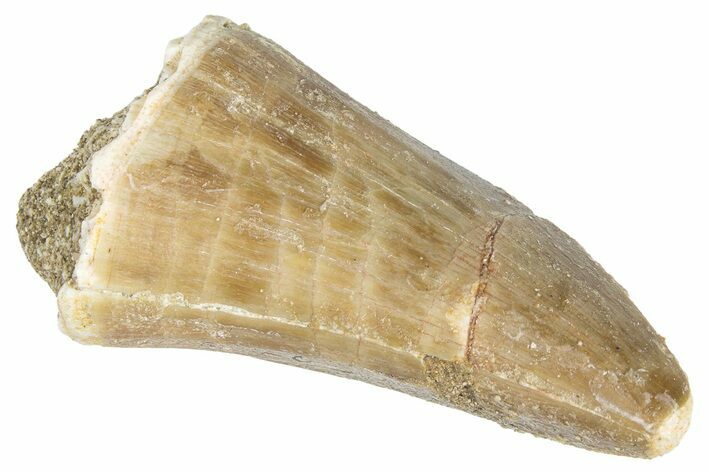 Fossil Mosasaur (Mosasaurus) Tooth - Morocco #286312